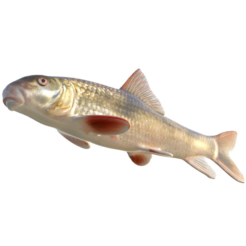 Blacktail Redhorse fish 3D Model .c4d .max .obj .3ds .fbx .stl .blend
