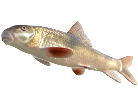 Peixe Cavalo Vermelho Blacktail Modelo 3D