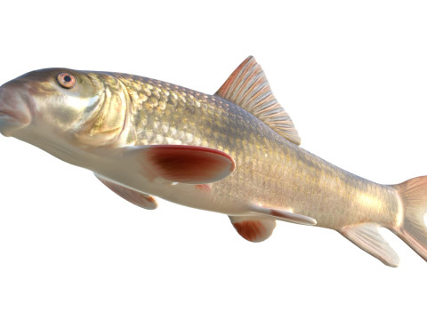 Blacktail Redhorse fish 3D Model