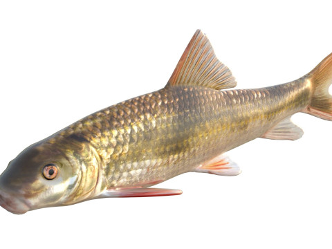 Blacktail Redhorse fish 3D Model
