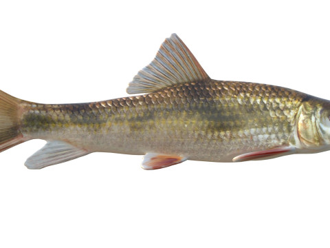 Blacktail Redhorse fish 3D Model