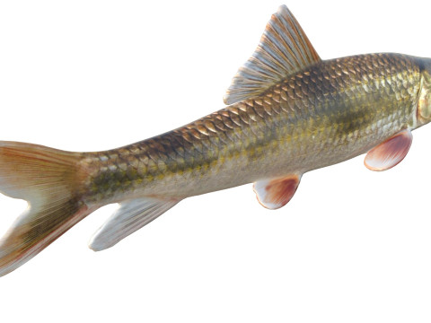 Blacktail Redhorse fish 3D Model