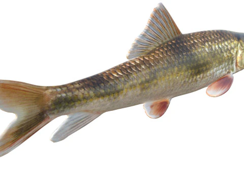 Blacktail Redhorse fish 3D Model