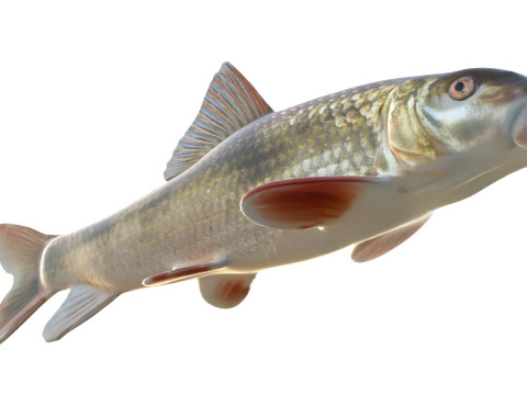 Blacktail Redhorse fish 3D Model