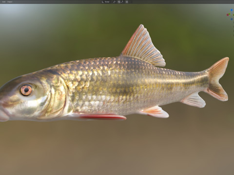 Blacktail Redhorse fish 3D Model