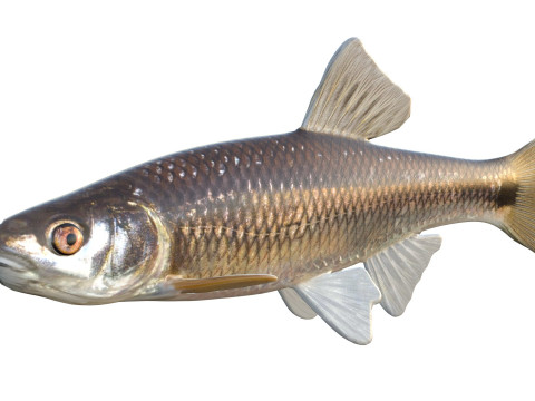 Peixe Shiner Blacktail Modelo 3D