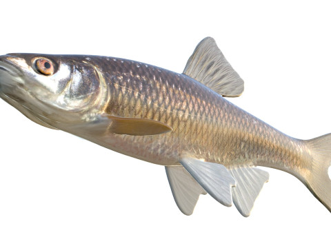 Peixe Shiner Blacktail Modelo 3D