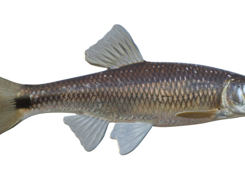 Peixe Shiner Blacktail Modelo 3D