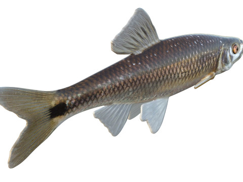 Peixe Shiner Blacktail Modelo 3D