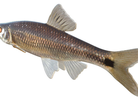 Peixe Shiner Blacktail Modelo 3D