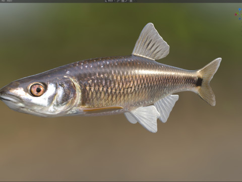 Peixe Shiner Blacktail Modelo 3D
