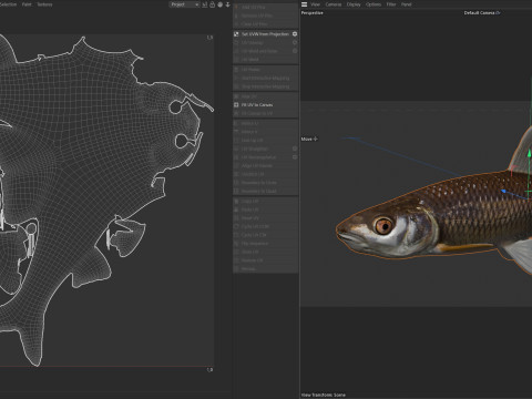 Peixe Shiner Blacktail Modelo 3D