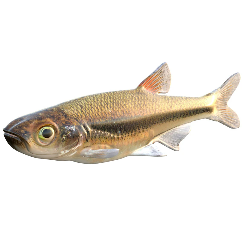 Blacktip Shiner fish 3D Model .c4d .max .obj .3ds .fbx .stl .blend 