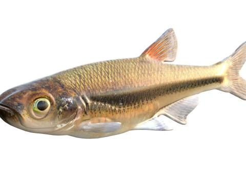 Blacktip Shiner fish 3D Model