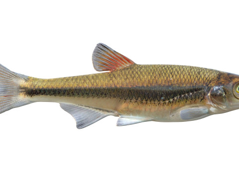 블랙팁 샤이너 피쉬 3D 모델