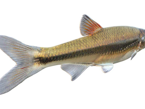 Blacktip Shiner fish 3D Model