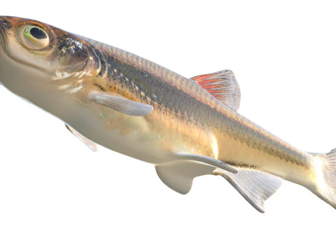 Blacktip Shiner fish 3D Model