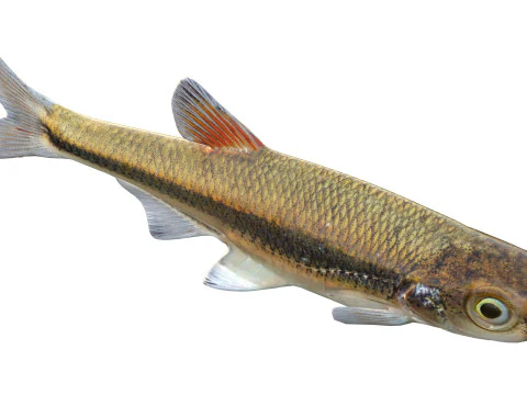 Blacktip Shiner fish 3D Model