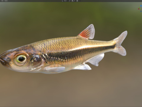 블랙팁 샤이너 피쉬 3D 모델