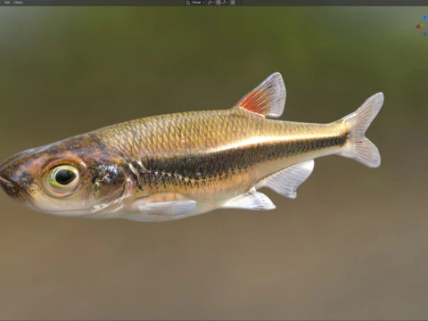 Blacktip Shiner fish 3D Model