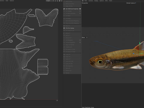 블랙팁 샤이너 피쉬 3D 모델