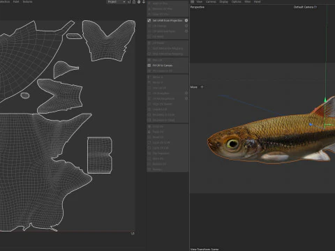 Blacktip Shiner fish 3D Model