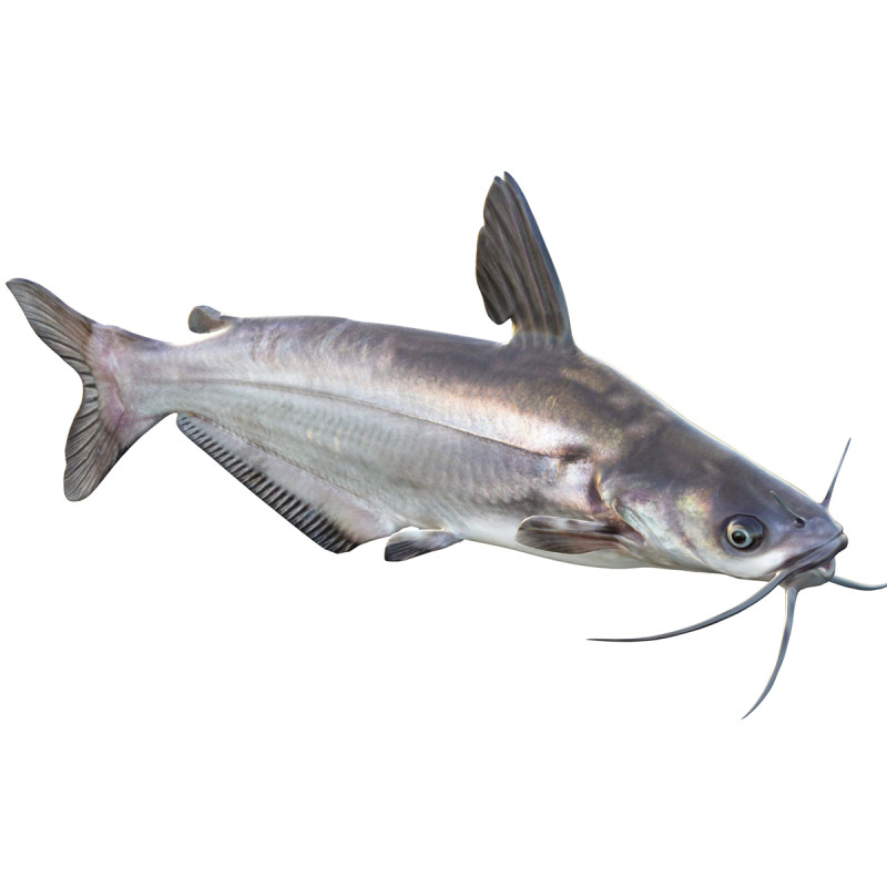 Рыба синий сом 3D Модель .c4d .max .obj .3ds .fbx .stl .blend 