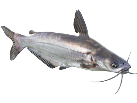 Pesce gatto blu Modello 3D