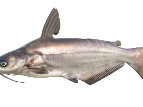 Рыба синий сом 3D Модель