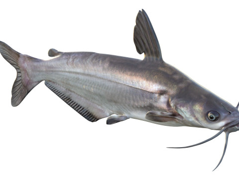 Рыба синий сом 3D Модель