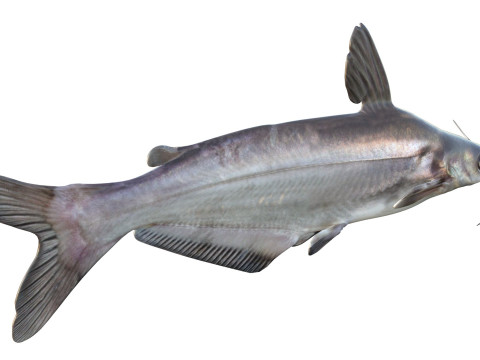 Рыба синий сом 3D Модель