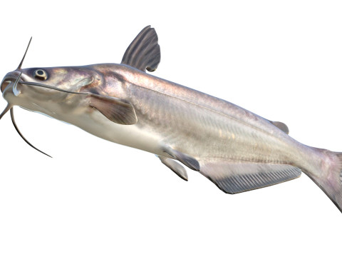 Рыба синий сом 3D Модель