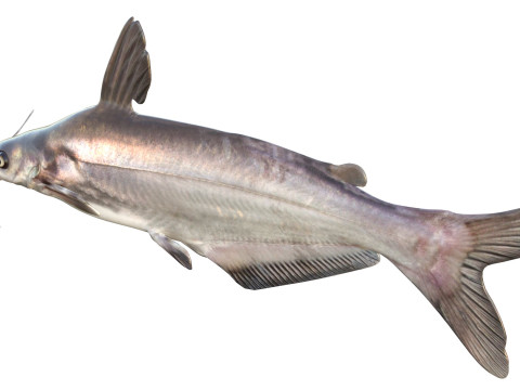 Рыба синий сом 3D Модель