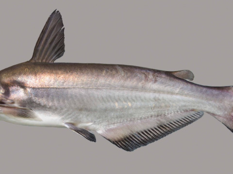 Рыба синий сом 3D Модель