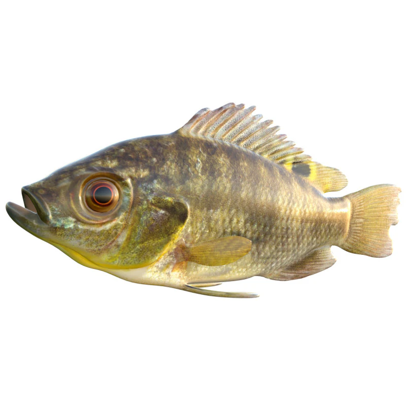 Blue Tilapia fish 3D Model .c4d .max .obj .3ds .fbx .stl .blend 