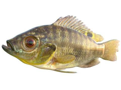 Pez tilapia azul Modelo 3D
