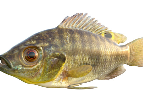 Голубая рыба Тилапия 3D Модель