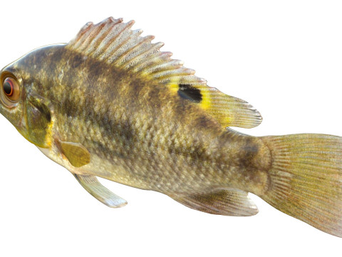 Голубая рыба Тилапия 3D Модель