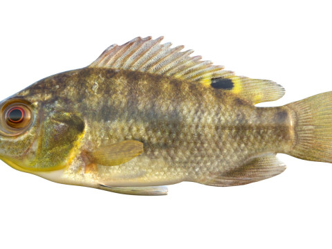 Голубая рыба Тилапия 3D Модель