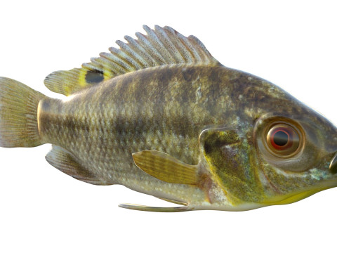 Голубая рыба Тилапия 3D Модель