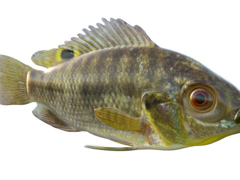Blue Tilapia fish 3D Model