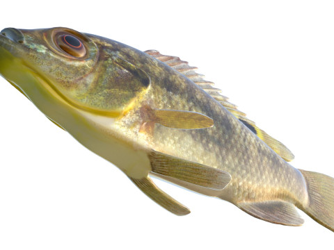 Голубая рыба Тилапия 3D Модель