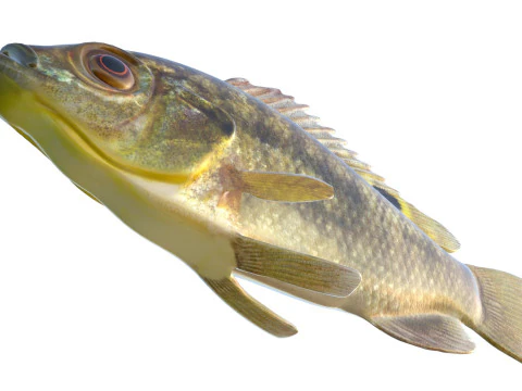 Blue Tilapia fish 3D Model