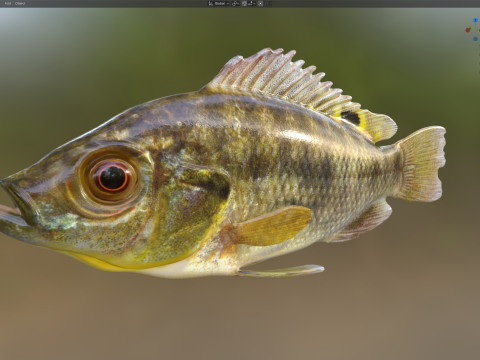 Голубая рыба Тилапия 3D Модель