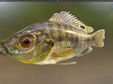 Blue Tilapia fish 3D Model