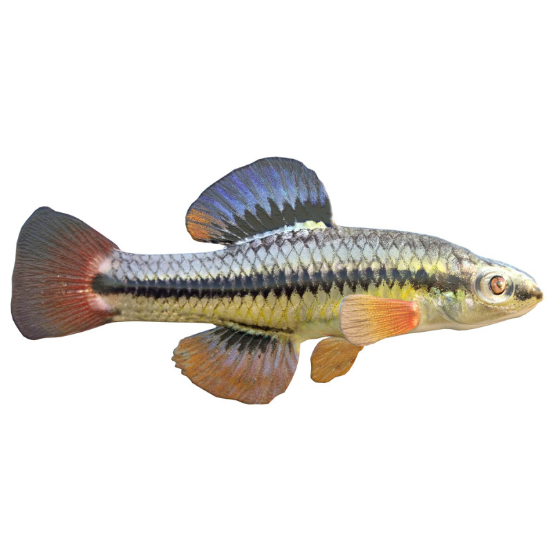 Blauwvintonijn Killifish vis 3D Model .c4d .max .obj .3ds .fbx .stl .blend