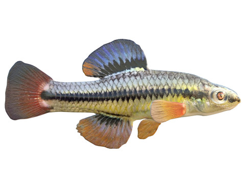 Pez Killis de aleta azul Modelo 3D