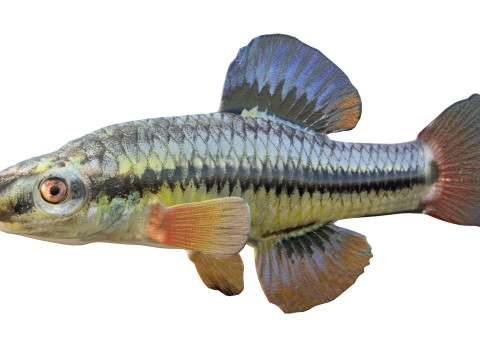 Blauwvintonijn Killifish vis 3D Model