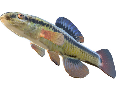 Blauwvintonijn Killifish vis 3D Model