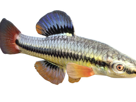 Blauwvintonijn Killifish vis 3D Model